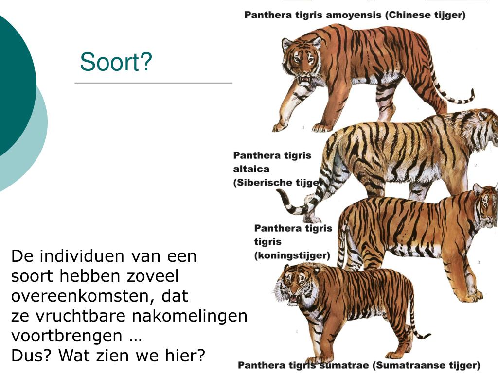 PPT Niets Blijft Hetzelfde PowerPoint Presentation Free Download 