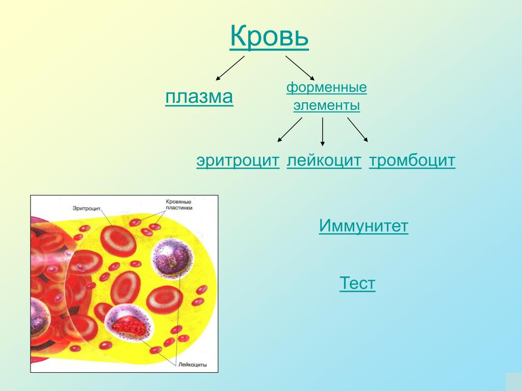Тест элемента крови. Форменные элементы клетки (тромбоциты. Лейкоциты, эритроциты). Строение плазмы и форменных элементов крови. Схема форменные элементы крови эритроциты лейкоциты тромбоциты. Клетки крови эритроциты лейкоциты тромбоциты рисунок.
