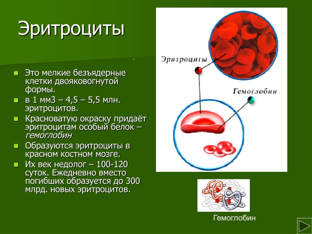 Эритроциты 5 5 у мужчин. Безъядерные эритроциты характерны для. Эритроциты безъядерные клетки. Белок в эритроцитах. Форма эритроцитов.