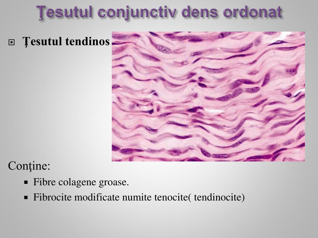 osul țesutului conjunctiv și țesutul cartilaginos efectuează