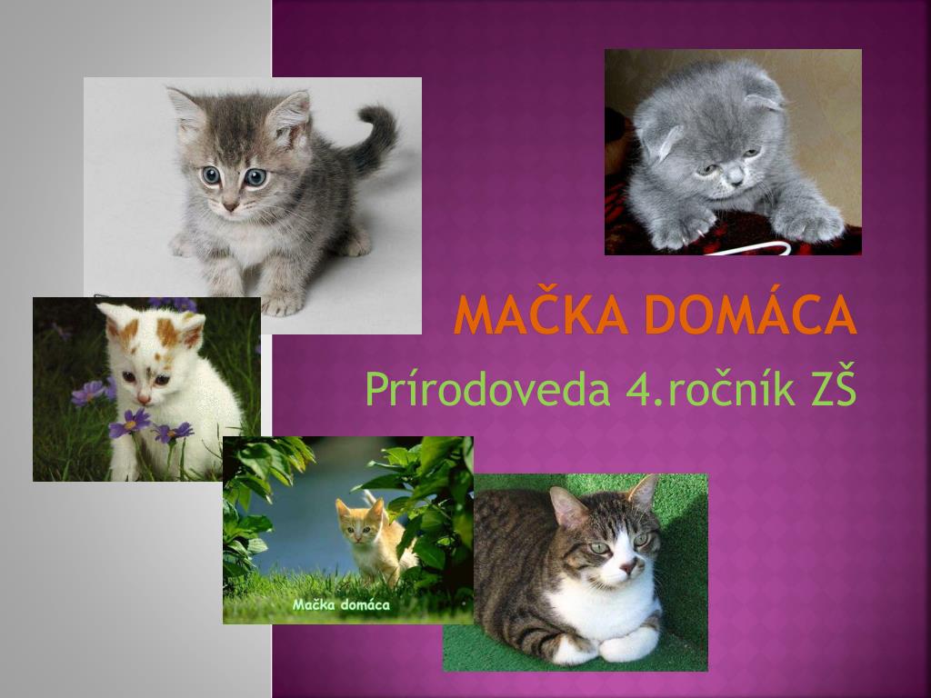 PPT - MačkA dOMáCA PowerPoint Presentation, free download - ID:6979825