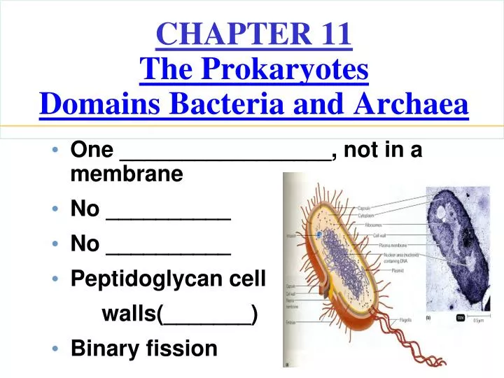 PPT - CHAPTER 11 The Prokaryotes Domains Bacteria and Archaea