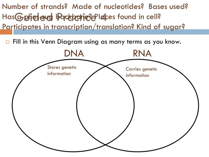 venn diagram of dna and rna magdalene project org rna dna venn diagram