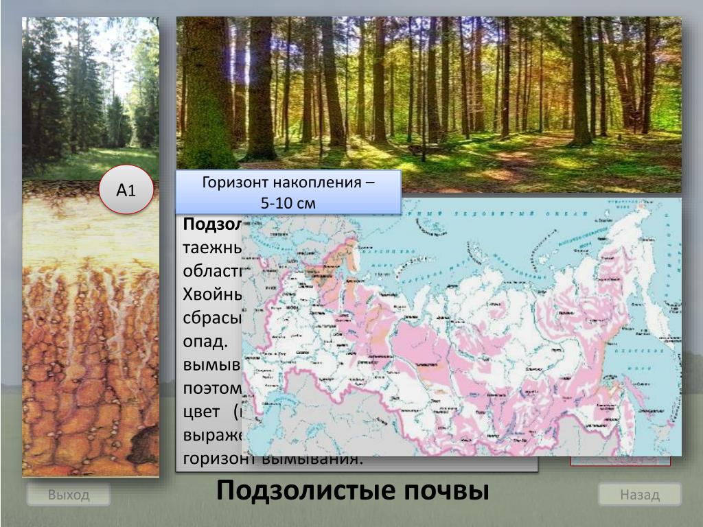 Тест по теме почвы 8 класс география. Горизонт накопления. Подзолистые почвы на карте России. Почвы центральной России. Где находятся подзолистые почвы в России на карте.