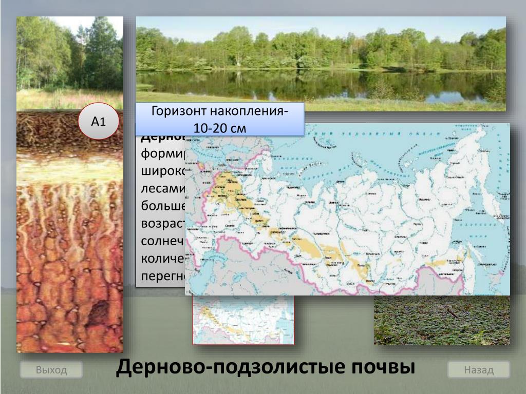 Дерново подзолистый тип почвы природная зона. Дерново-подзолистые почвы на карте России. Дерново-подзолистые почвы. Дерново-подзолистые почвы на карте. Дерно подзлоистые карта.
