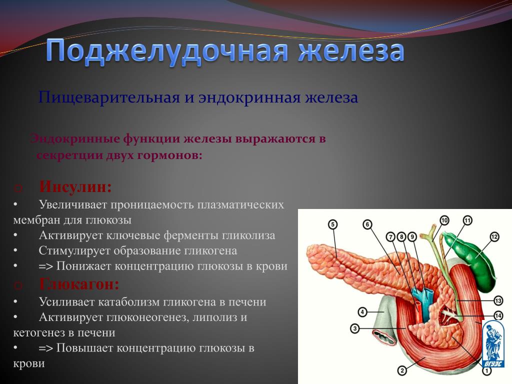 Пищеварительная роль поджелудочной железы. Эндокринная функция поджелудочной железы. Поджелудочная железа эндокринная система и пищеварительная. Инкреторная функция поджелудочной железы. Функции поджелудочной эндокринология железы.