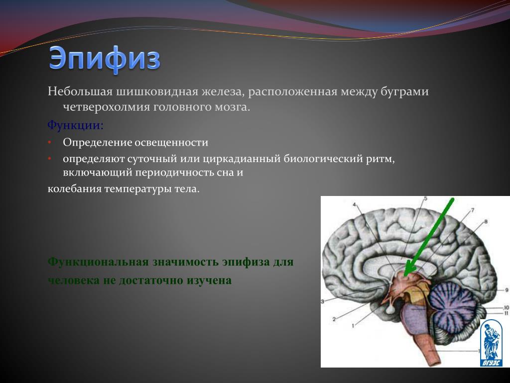 Гипофиз функции мозг. Функция эпифиза в головном мозге. Четверохолмие и эпифиз. Гипофиз и эпифиз головного мозга. Шишковидное тело (эпифиз) расположено в отделе мозга:.