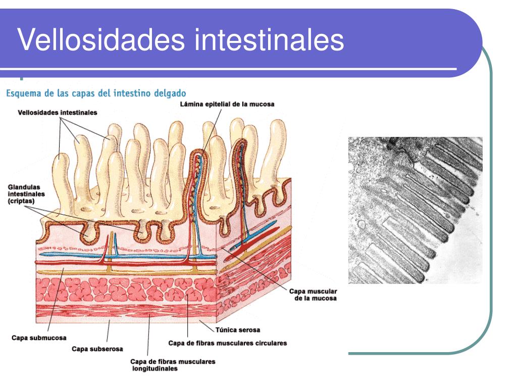 PPT - Tema 3: Anatomía y fisiología del Aparato Digestivo PowerPoint ...