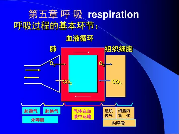 Ppt 呼吸过程的基本环节 Powerpoint Presentation Free Download Id