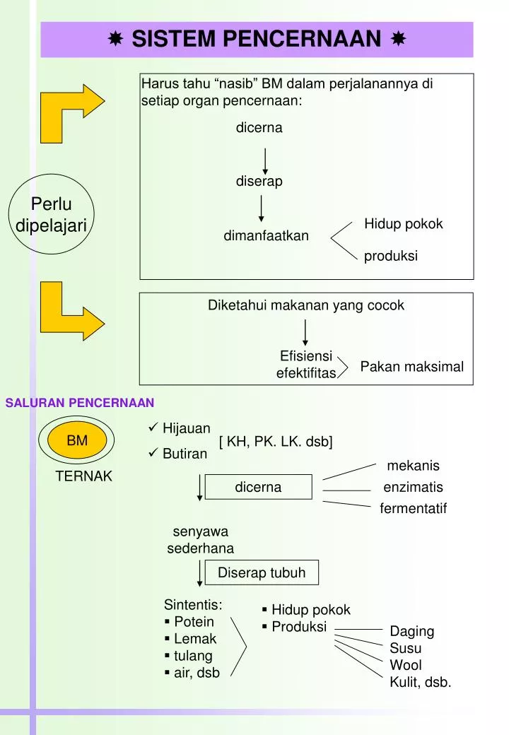 Ppt Sistem Pencernaan Powerpoint Presentation Free