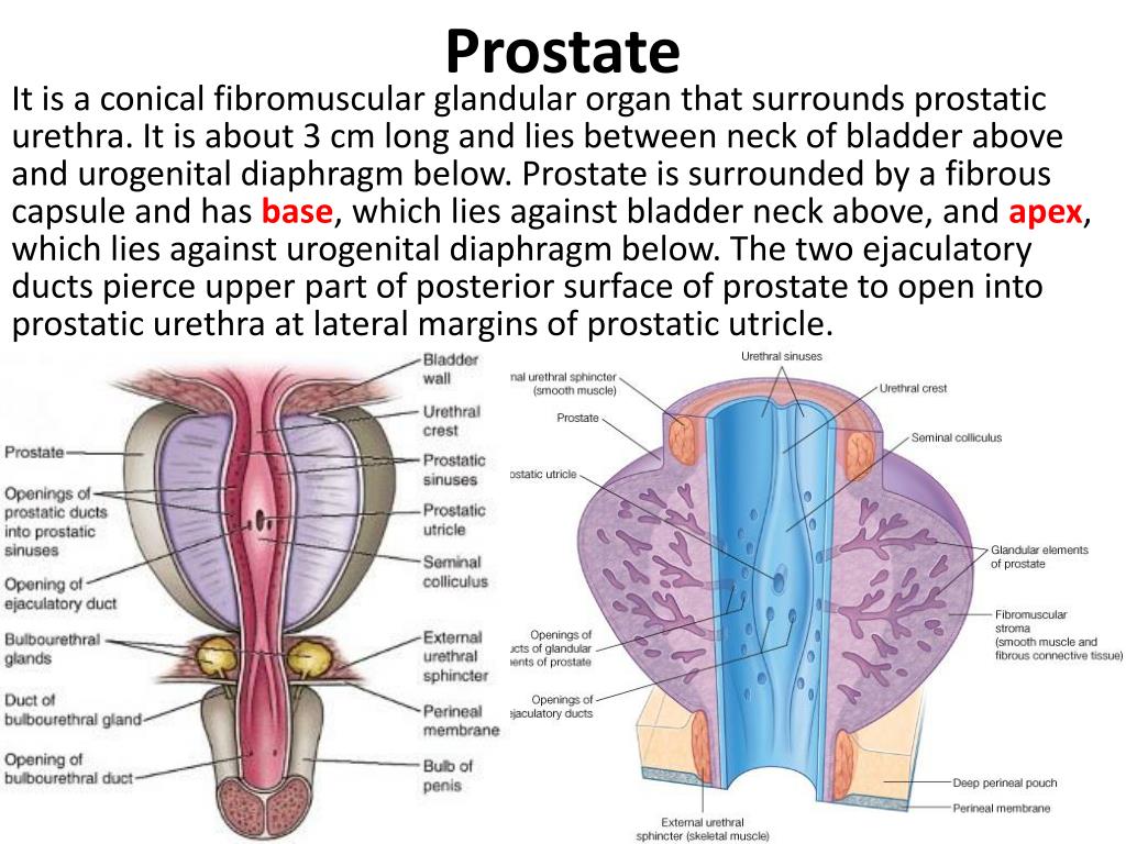 What are prostate
