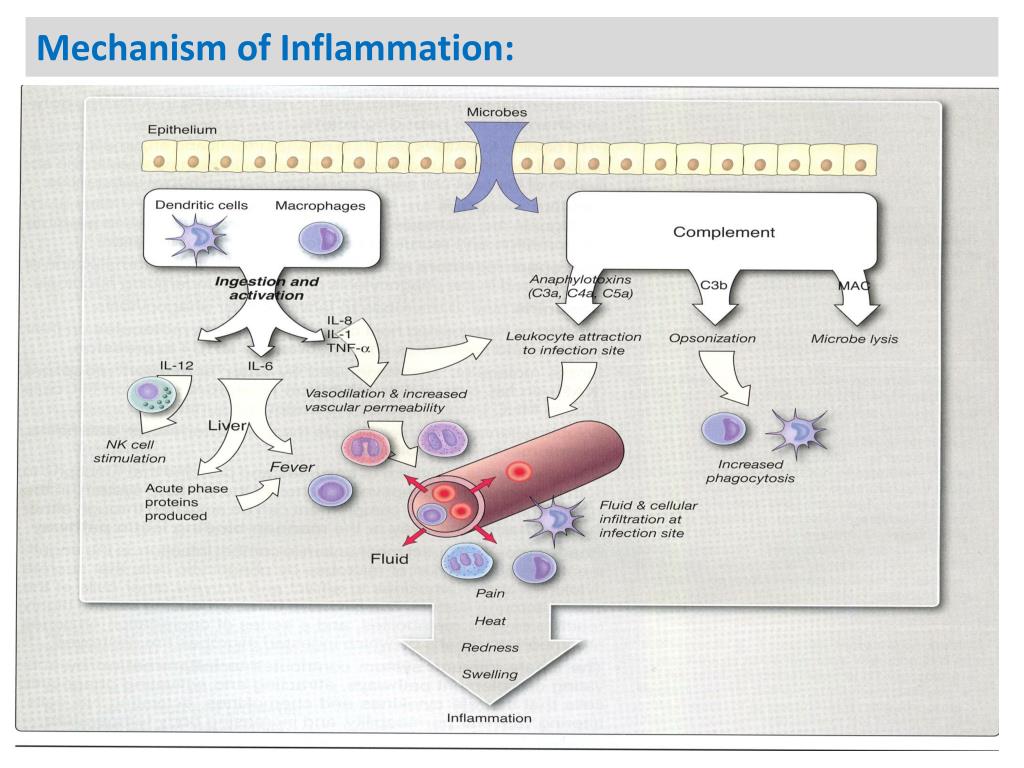 PPT  Immunoglobulins , Cytokines, and Complement system PowerPoint