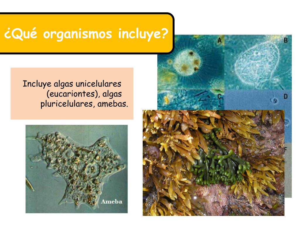 PPT Te invito a repasar contenidos para la prueba Nº1 de