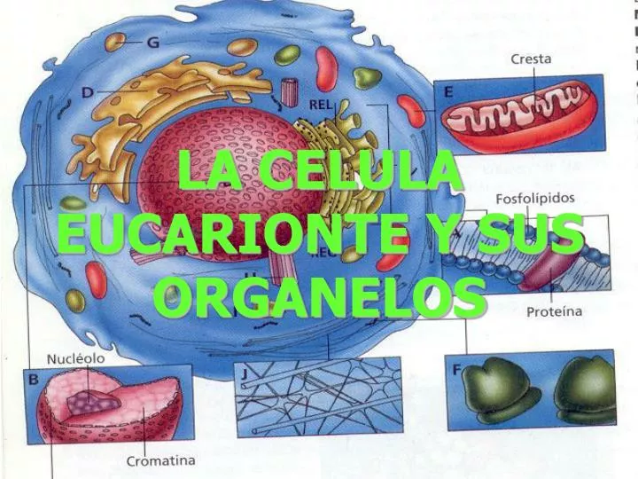 la celula eucarionte y sus organelos n.
