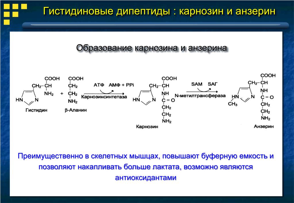 Дипептид природного происхождения. Карнозина и анзерина. Синтез анзерина биохимия. Гистидиновый дипептид карнозин. Карнозин функции биохимия.