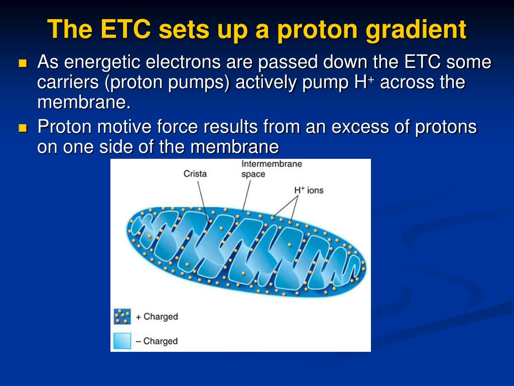 how proton motive force drives etc how proton motive force drives etc