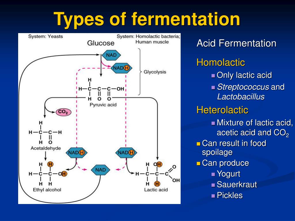PPT - Types Of Fermentation L
