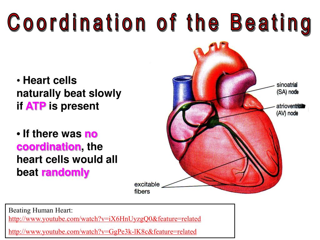 Песню сердце клетка сердце сердце клеткам