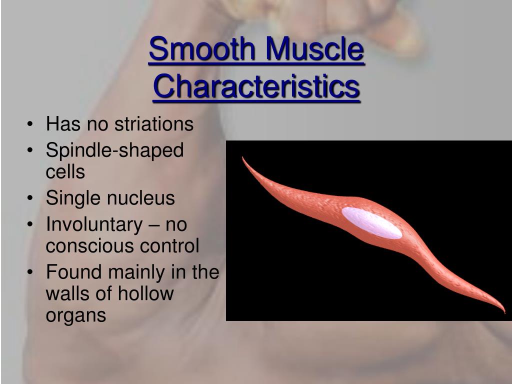 PPT - The Muscular System PowerPoint Presentation, free download - ID