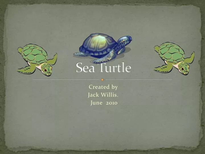 sea turtle n.