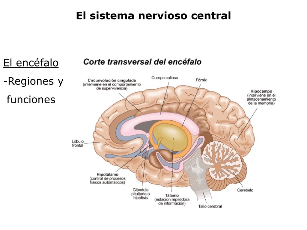Como funciona el sistema nervioso