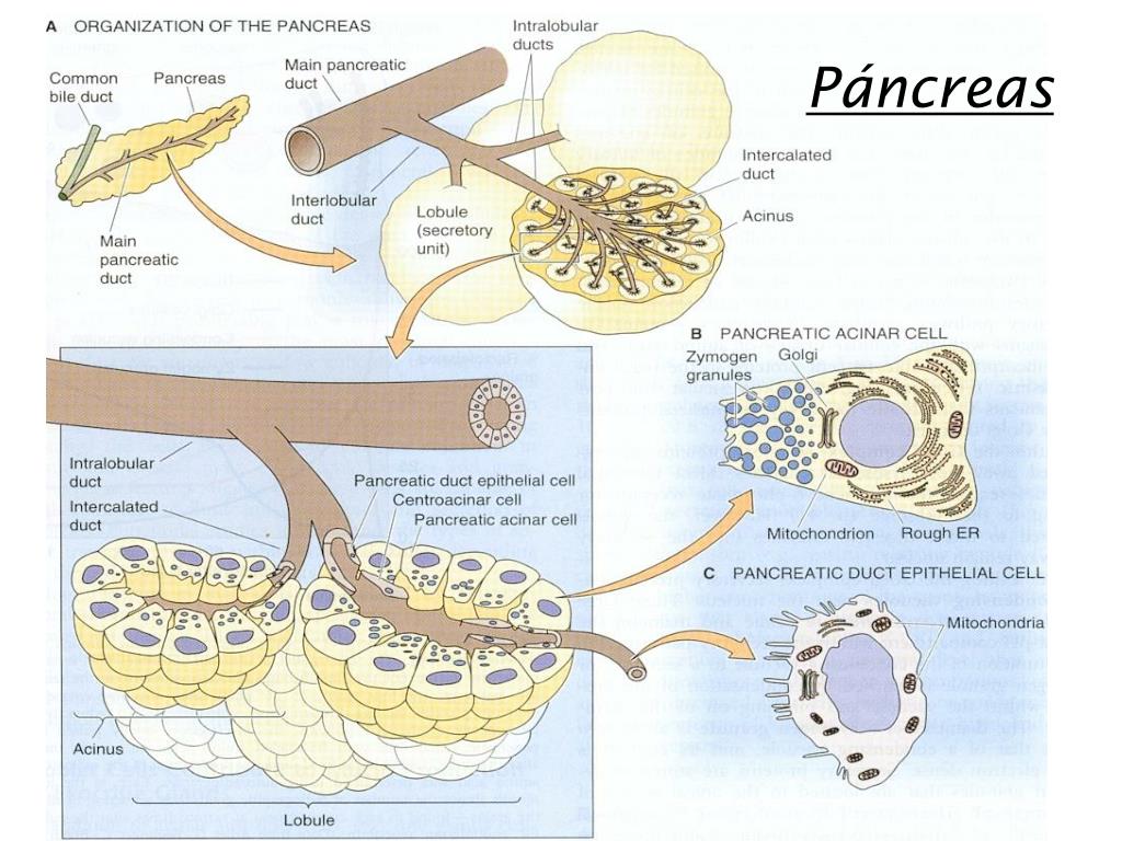 Tumor neuroendocrino páncreas esperanza de vida