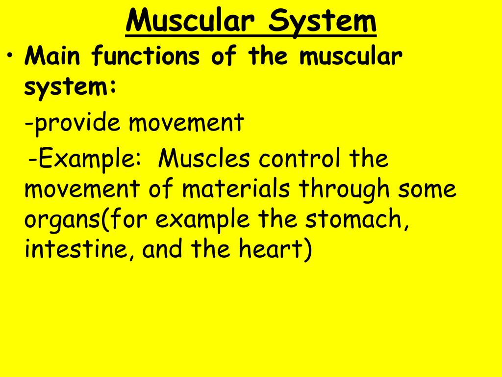 Ppt e q what are the major functions of the muscular system 