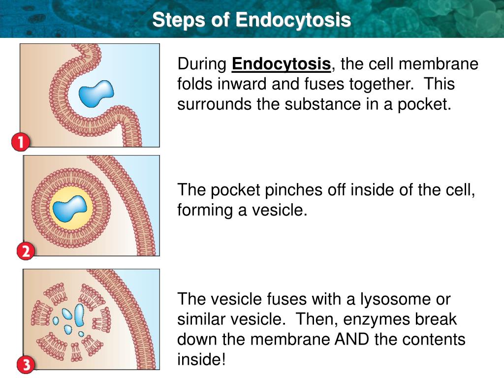 PPT - 3.5 Active Transport, Endocytosis, and Exocytosis PowerPoint  Presentation - ID:7002233