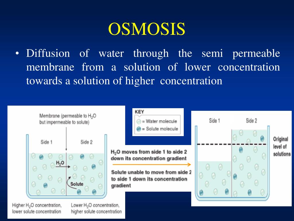 PPT - Diffusion, Osmosis and Osmotic Pressure PowerPoint ...