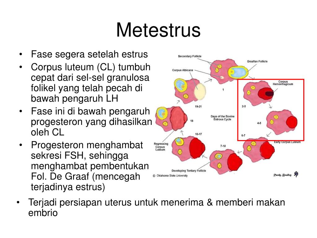 PPT SIKLUS ESTRUS PowerPoint Presentation Free Download ID 7004171   Metestrus L 