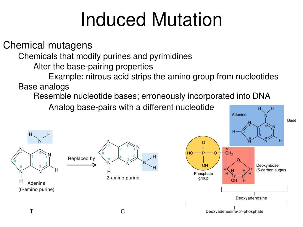 ppt-bacterial-genetics-powerpoint-presentation-free-download-id