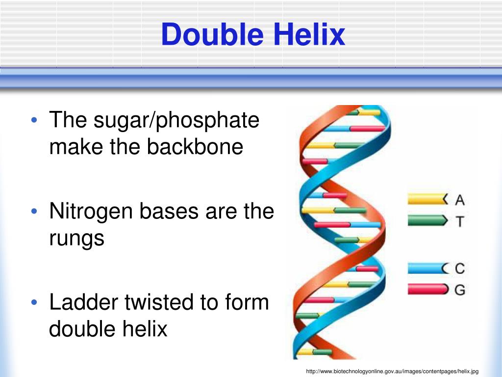 PPT Structure And Function Of DNA PowerPoint Presentation Free PPT Structure And Function Of DNA PowerPoint Presentation Free