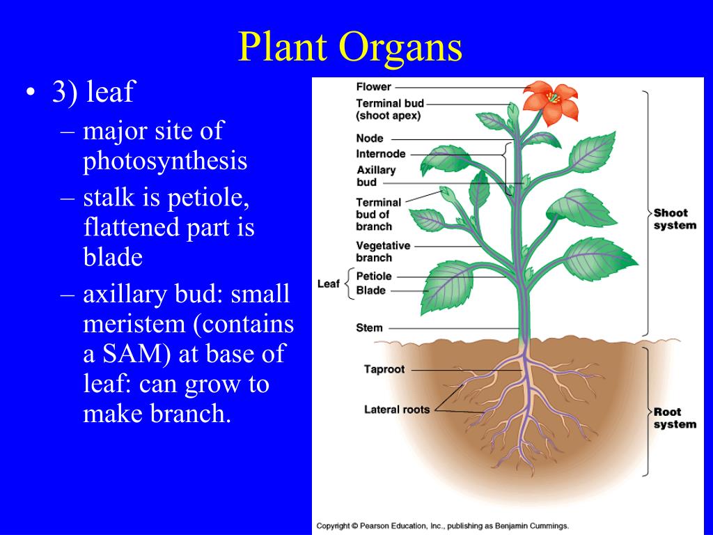 В приведенном ниже списке названы органы растения. Plant Organs. Органы растений. Photosynthesis Organ of Plants. Plant Organs. Generative and vegetative Organs..