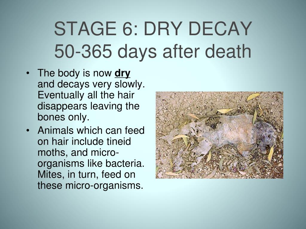 stages of decaying human body