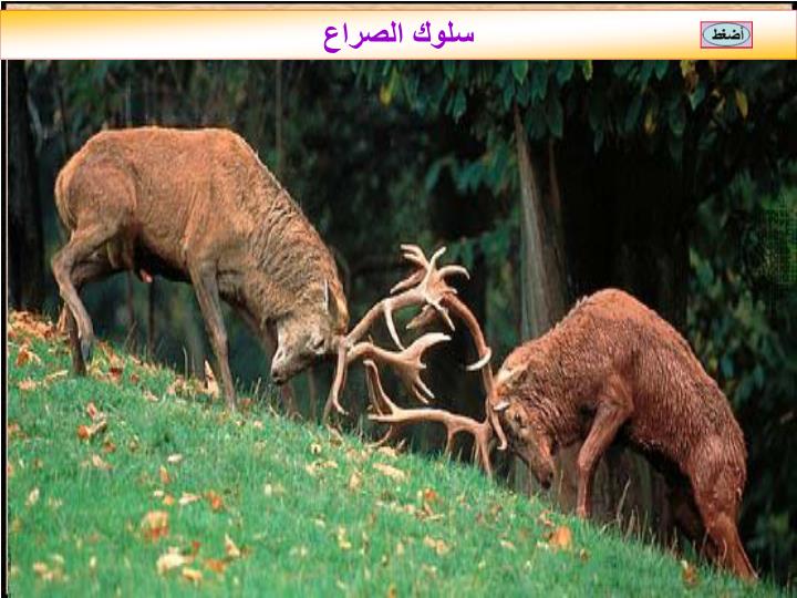 من سلوك التواصل السمعي