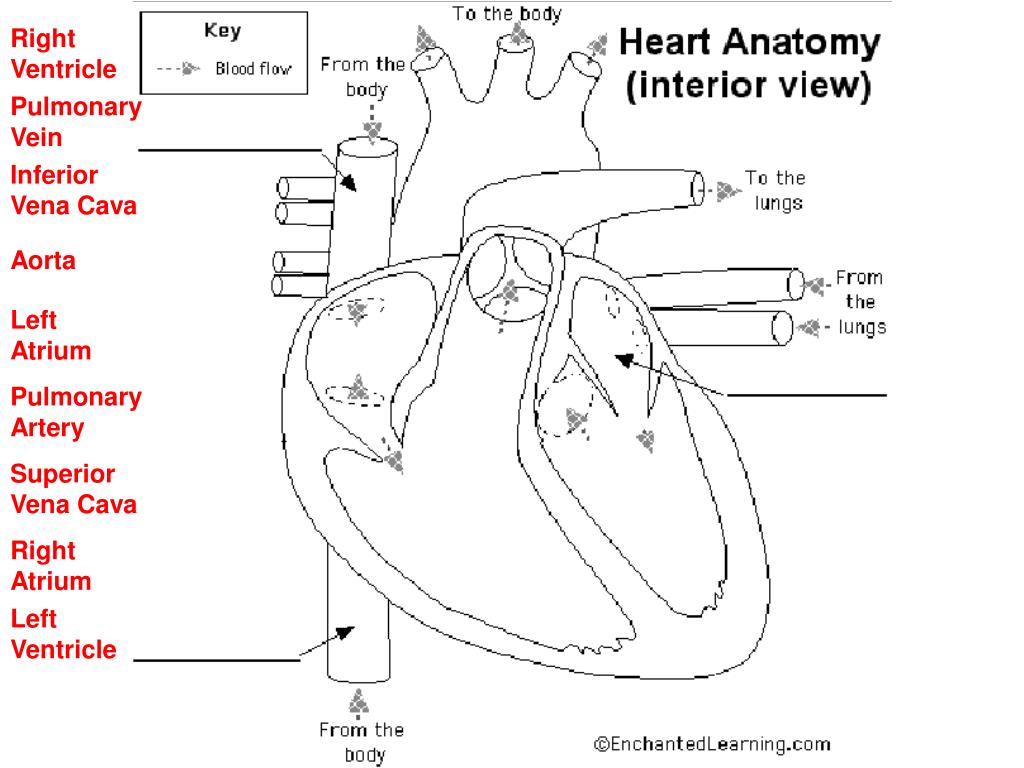 Ppt Parts Of The Heart Powerpoint Presentation Free