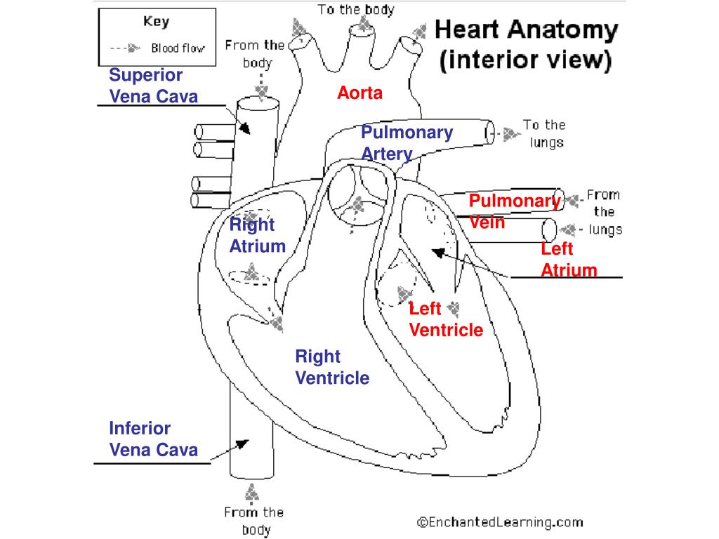 Ppt Parts Of The Heart Powerpoint Presentation Free