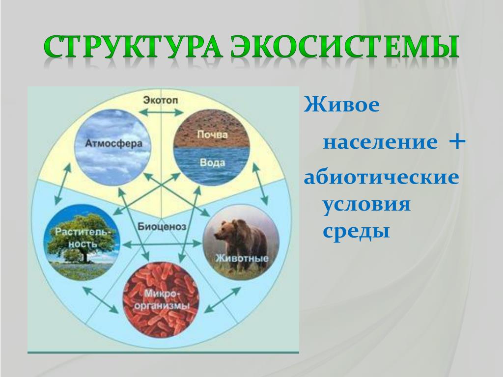 Экосистемы 11 класс биология конспект. Схема состава компонентов экосистемы. Экосистема. Структура экосистемы. Компоненты природной экосистемы.