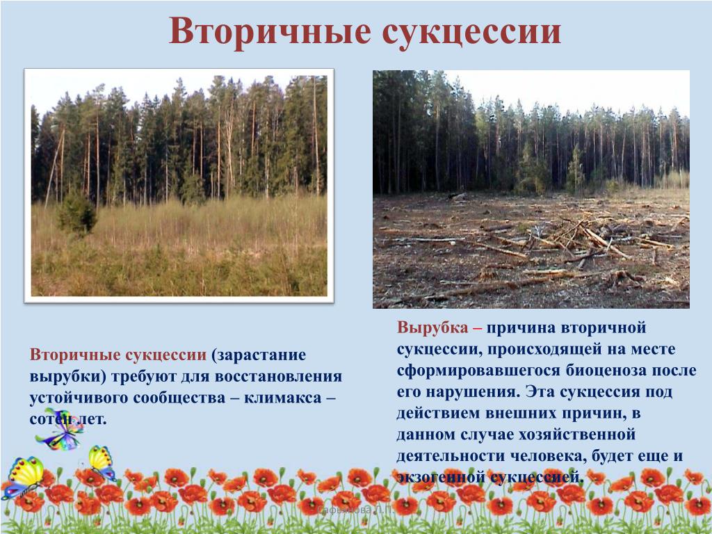 Изменение природного сообщества. Вторичная экологическая сукцессия. Экологическая сукцессия первичная и вторичная. Вторичная сукцессия леса. Вторичная сукцессия сукцессия.