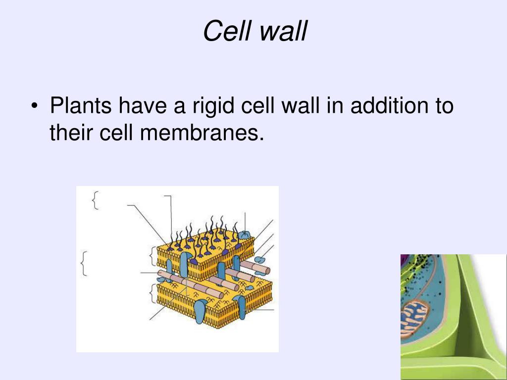 download cell wall for free download cell wall for free