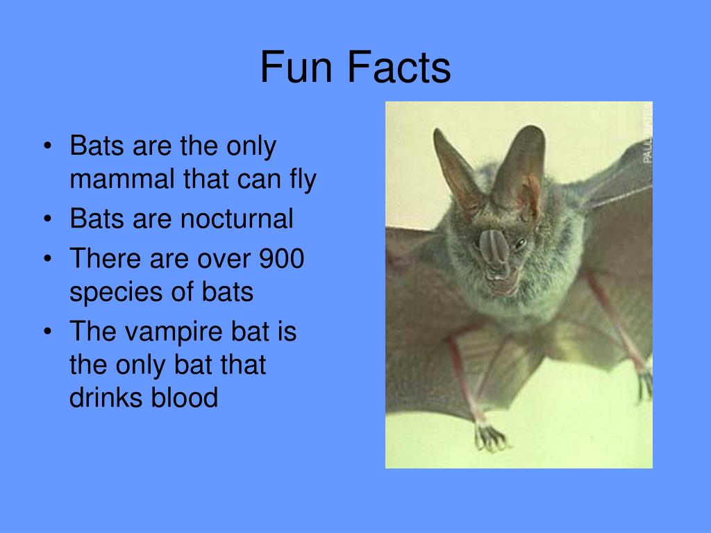 PPT All About Bats PowerPoint Presentation, free download ID7010553