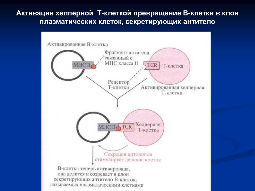 38. Белки - гдз по химии для 10 класса Рудзитис Г.Е., Фельдман Ф.Г.