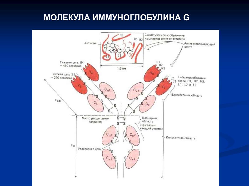 Схема иммуноглобулина