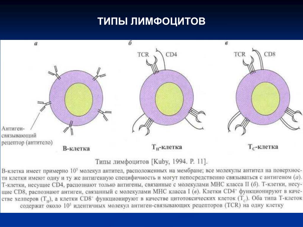 Лимфоциты структура. Типы т лимфоцитов. Лимфоциты строение. Виды t лимфоцитов. Т-лимфоциты Тип клетки.
