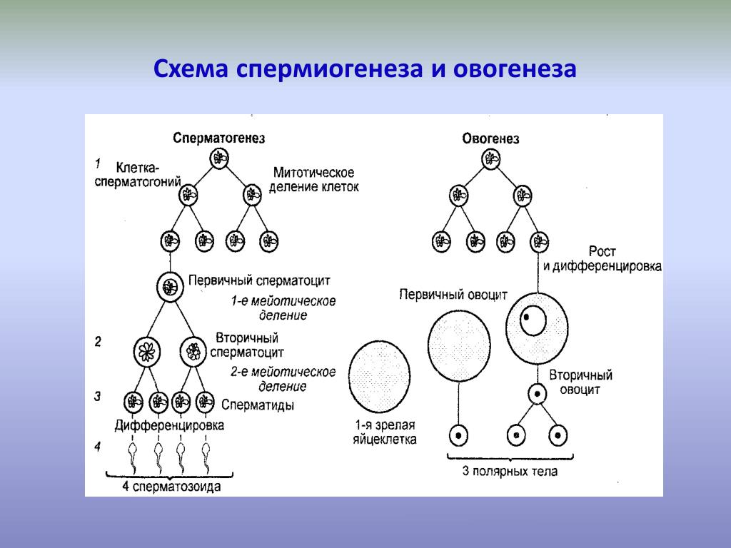 Сперматогенез описание процесса