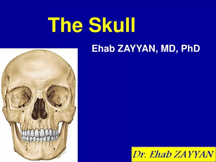 the skull n.