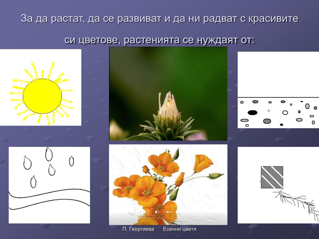 PPT - ЕСЕННИ ЦВЕТЯ PowerPoint Presentation, free download - ID:7014238