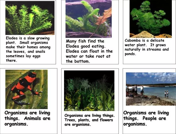 PPT - Many fish find the Elodea good eating. Elodea can float in the ...