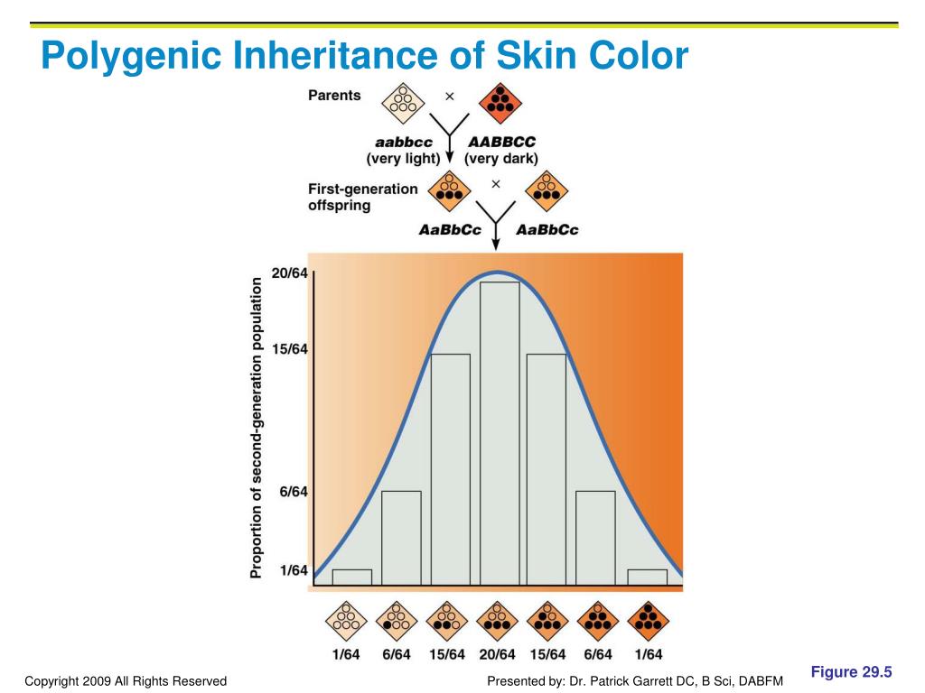 how do genetic factors influence skin color
