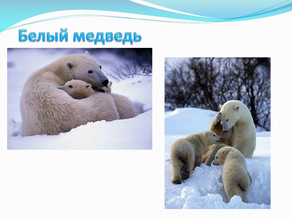 В какой природной зоне встречается медведь. Зона арктических пустынь белый медведь. Презентация по белому медведю. Белый медведь природная зона. Белый медведь в какой природной зоне.